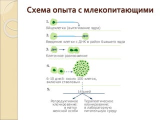 Схема опыта с млекопитающими
 