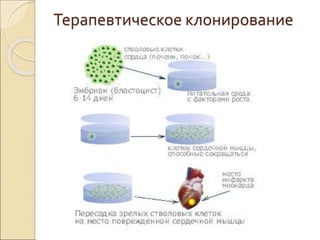 Терапевтическое клонирование
 