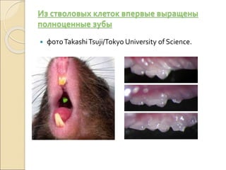 Из стволовых клеток впервые выращены
полноценные зубы
 фотоTakashiTsuji/Tokyo University of Science.
 