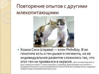 Повторение опытов с другими
млекопитающими
 Кошка Сиси (справа) — клон Рейнбоу. В ее
генотипе есть и ген рыжего пигмента, но ее
индивидуальное развитие сложилось так, что
этот ген не проявился в окраске. Да и по характеру мать и
дочь совсем не похожи. С этим столкнулись, например, Дуэйн Крамер и его коллеги —
сотрудникиТехасского сельскохозяйственно-политехнического университета, создавшие
первую в мире клонированную кошкуСиси.
 