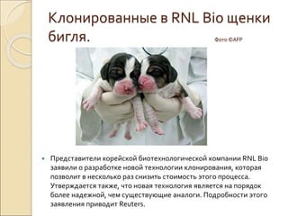 Клонированные в RNL Bio щенки
бигля. Фото ©AFP
 Представители корейской биотехнологической компании RNL Bio
заявили о разработке новой технологии клонирования, которая
позволит в несколько раз снизить стоимость этого процесса.
Утверждается также, что новая технология является на порядок
более надежной, чем существующие аналоги. Подробности этого
заявления приводит Reuters.
 