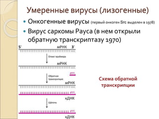 Умеренные вирусы (лизогенные)
 Онкогенные вирусы (первый онкоген Src выделен в 1978)
 Вирус саркомы Рауса (в нем открыли
обратную транскриптазу 1970)
Схема обратной
транскрипции
 