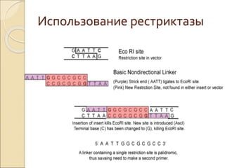 Использование рестриктазы
 