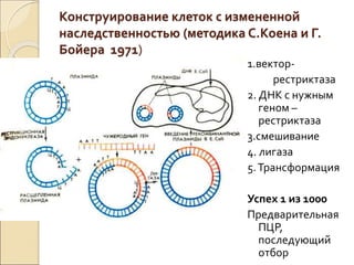 Конструирование клеток с измененной
наследственностью (методика С.Коена и Г.
Бойера 1971)
1.вектор-
рестриктаза
2. ДНК с нужным
геном –
рестриктаза
3.смешивание
4. лигаза
5.Трансформация
Успех 1 из 1000
Предварительная
ПЦР,
последующий
отбор
 