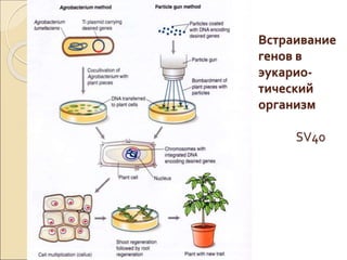 Встраивание
генов в
эукарио-
тический
организм
SV40
 