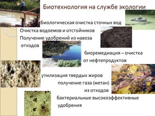 Биотехнология на службе экологии
Биологическая очистка сточных вод
Очистка водоемов и отстойников
Получение удобрений из навоза
отходов
биоремедиация – очистка
от нефтепродуктов
утилизация твердых жиров
получение газа (метан)
из отходов
бактериальные высокоэффективные
удобрения
 