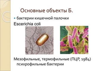 Основные объекты Б.
 бактерии кишечной палочки
Escerichia coli
Мезофильные, термофильные (ПЦР, 1984)
психрофильные бактерии
 