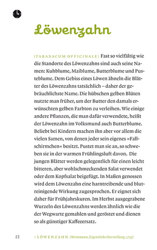 ( T A R A X A C U M O F F I C I N A L E ) Fast so vielfältig wie
die Standorte des Löwenzahns sind auch seine Na-
men: Kuhblume, Maiblume, Butterblume und Pus-
teblume. Dem Gebiss eines Löwen ähneln die Blät-
ter des Löwenzahns tatsächlich – daher der ge-
bräuchlichste Name. Die hübschen gelben Blüten
nutzte man früher, um der Butter den damals er-
wünschten gelben Farbton zu verleihen.Wie einige
andere Pﬂanzen, die man dafür verwendete, heißt
der Löwenzahn im Volksmund auch Butterblume.
Beliebt bei Kindern machen ihn aber vor allem die
vielen Samen, von denen jeder sein eigenes »Fall-
schirmchen« besitzt. Pustet man sie an, so schwe-
ben sie in der warmen Frühlingsluft davon. Die
jungen Blätter werden gelegentlich für einen leicht
bitteren, aber wohlschmeckenden Salat verwendet
oder dem Kopfsalat beigefügt. In Maßen genossen
wird dem Löwenzahn eine harntreibende und blut-
reinigende Wirkung zugesprochen. Er eignet sich
daher für Frühjahrskuren. Im Herbst ausgegrabene
Wurzeln des Löwenzahns werden ähnlich wie die
der Wegwarte gemahlen und geröstet und dienen
so als günstiger Kaffeeersatz.
L Ö W E N Z A H N (Weinmann,Eigentliche Darstellung,1735)
Löwenzahn
 
