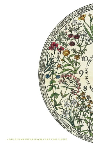 D I E B L U M E N U H R N A C H C A R L V O N L I N N É
 