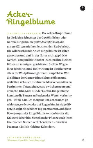 ( C A L E N D U L A A R V E N S I S ) Die Acker-Ringelblume
ist die kleine Schwester der Gewöhnlichen oder
Garten-Ringelblume (Calendula officinalis), die
unsere Gärten mit ihrer leuchtenden Farbe belebt.
Die wild wachsende Acker-Ringelblume ist selten
geworden und darf in der Natur nicht gepﬂückt
werden. Von Juni bis Oktober leuchten ihre kleinen
Blüten an sonnigen, geschützten Stellen.Wegen
ihrer Schönheit und Heilwirkung ist die Blume vor
allem für Wildpﬂanzengärten zu empfehlen.Wie
die Blüten der Garten-Ringelblume öffnen und
schließen sich auch die ihrer wilden Verwandten zu
bestimmten Tageszeiten, etwa zwischen neun und
dreizehn Uhr. Mit Hilfe der Garten-Ringelblume
konnten die Bauern außerdem das Wetter vorhersa-
gen – ist sie nämlich morgens um sieben noch ge-
schlossen, so deutet das auf Regen hin, ist sie geöff-
net, so steht ein schöner Tag zu erwarten.Auf diese
Bewegungen der Ringelblume weisen bereits alte
Kräuterbücher hin. Sie sollen der Pﬂanze auch ihren
lateinischen Namen verliehen haben – calendula
bedeutet nämlich »kleiner Kalender«.
Acker-
Ringelblume
A C K E R - R I N G E L B L U M E
(Weinmann,Eigentliche Darstellung,1735)
 