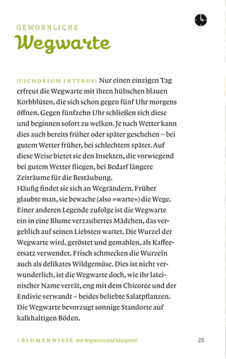 ( C I C H O R I U M I N T Y B U S ) Nur einen einzigen Tag
erfreut die Wegwarte mit ihren hübschen blauen
Korbblüten, die sich schon gegen fünf Uhr morgens
öffnen. Gegen fünfzehn Uhr schließen sich diese
und beginnen sofort zu welken.Je nach Wetter kann
dies auch bereits früher oder später geschehen – bei
gutem Wetter früher, bei schlechtem später.Auf
diese Weise bietet sie den Insekten, die vorwiegend
bei gutem Wetter ﬂiegen, bei Bedarf längere
Zeiträume für die Bestäubung.
Häuﬁg ﬁndet sie sich an Wegrändern. Früher
glaubte man, sie bewache (also »warte«) die Wege.
Einer anderen Legende zufolge ist die Wegwarte
ein in eine Blume verzaubertes Mädchen, das ver-
geblich auf seinen Liebsten wartet. Die Wurzel der
Wegwarte wird, geröstet und gemahlen, als Kaffee-
ersatz verwendet. Frisch schmecken die Wurzeln
auch als delikates Wildgemüse. Dies ist nicht ver-
wunderlich, ist die Wegwarte doch, wie ihr latei-
nischer Name verrät, eng mit dem Chicorée und der
Endivie verwandt – beides beliebte Salatpﬂanzen.
Die Wegwarte bevorzugt sonnige Standorte auf
kalkhaltigen Böden.
B L U M E N W I E S E mit Wegwarte und Margerite
Wegwarte
 