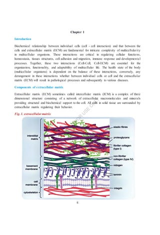 Comprehensive Overview of Cell-Cell and Cell-Matrix Interactions in the ...