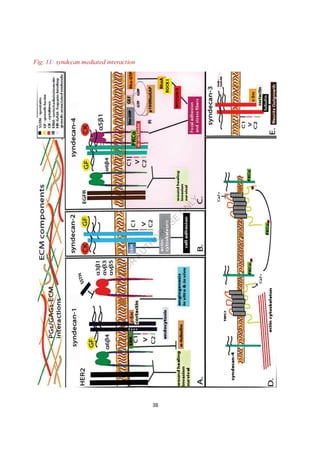 Comprehensive Overview of Cell-Cell and Cell-Matrix Interactions in the ...