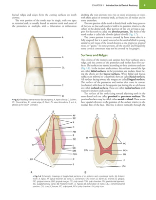 5
CHAPTER 1 Introduction to Dental Anatomy
Incisal ridges and cusps form the cutting surfaces on tooth
crowns.
The root portion of the tooth may be single, with one apex
or terminal end, as usually found in anterior teeth and some of
the premolars; or multiple, with a bifurcation or trifurcation
dividing the root portion into two or more extensions or roots
with their apices or terminal ends, as found on all molars and in
some premolars.
The root portion of the tooth is firmly fixed in the bony process
of the jaw, so that each tooth is held in its position relative to the
others in the dental arch. That portion of the jaw serving as sup-
port for the tooth is called the alveolar process. The bone of the
tooth socket is called the alveolus (plural alveoli) (Fig. 1.7).
The crown portion is never covered by bone tissue after it is
fully erupted, but it is partly covered at the cervical third in young
adults by soft tissue of the mouth known as the gingiva or gingival
tissue, or “gums.” In some persons, all the enamel and frequently
some cervical cementum may not be covered by the gingiva.
Surfaces and Ridges
The crowns of the incisors and canines have four surfaces and a
ridge, and the crowns of the premolars and molars have five sur-
faces. The surfaces are named according to their positions and uses
(Fig. 1.8). In the incisors and canines, the surfaces toward the lips
are called labial surfaces; in the premolars and molars, those fac-
ing the cheek are the buccal surfaces. When labial and buccal
surfaces are referred to collectively, they are called facial surfaces.
All surfaces facing toward the tongue are called lingual surfaces.
The surfaces of the premolars and molars that come in contact
(occlusion) with those in the opposite jaw during the act of closure
are called occlusal surfaces. These are called incisal surfaces with
respect to incisors and canines.
The surfaces of the teeth facing toward adjoining teeth in the
same dental arch are called proximal or proximate surfaces. The
proximal surfaces may be called either mesial or distal. These terms
have special reference to the position of the surface relative to the
median line of the face. This line is drawn vertically through the
A
R
CL
C
IE
• Fig. 1.3 Maxillary central incisor (facial aspect). A, Apex of root; C, Crown;
CL, Cervical line; IE, Incisal edge; R, Root. (To view Animations 3 and 4,
please go to Expert Consult.)
A
B
CR
A B
A
BI
CEJ
CU
F
PH
PCH
PC
A
AF
SC
B
C
PM
B
PC
G
GC
GM
PCH
D
E
A
• Fig. 1.4 Schematic drawings of longitudinal sections of an anterior and a posterior tooth. (A) Anterior
tooth. A, Apex; AF, apical foramen; B, bone; C, cementum; CR, crown; D, dentin; E, enamel; G, gingiva;
GC, gingival crevice; GM, gingival margin; PC, pulp canal; PCH, pulp chamber; PM, periodontal ligament;
SC, supplementary canal. (B) Posterior tooth. A, Apices; BI, bifurcation of roots; CEJ, cementoenamel
junction; CU, cusp; F, fissure; PC, pulp canal; PCH, pulp chamber; PH, pulp horn.
 