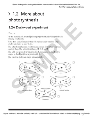 1.2 More about photosynthesis
1.2 More about
photosynthesis
1.2A Duckweed experiment
Focus
In this exercise, you practise planning experiments, recording results and
making conclusions.
Sofia does an experiment to find out if extra nitrate fertiliser helps
duckweed plants to grow faster.
She takes five dishes and puts the same amount of distilled water into
each of them. She labels the dishes A, B, C, D and E.
She adds one grain of fertiliser to dish B, two grains to dish C, three
grains to dish D and four grains to dish E.
She puts five duckweed plants into each dish.
A B
C D
E
grains of fertiliser
duckweed plants
9
S
A
M
P
L
E
We are working with Cambridge Assessment International Education towards endorsement of this title.
Original material © Cambridge University Press 2021. This material is not final and is subject to further changes prior to publication.
 