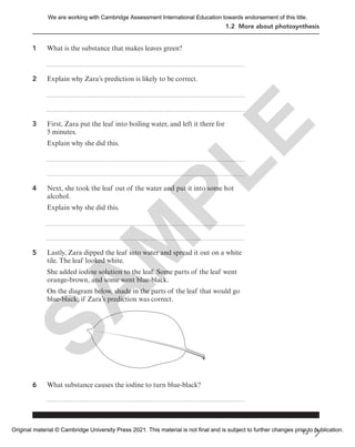 1.2 More about photosynthesis
1 What is the substance that makes leaves green?
2 Explain why Zara’s prediction is likely to be correct.
3 First, Zara put the leaf into boiling water, and left it there for
5 minutes.
Explain why she did this.
4 Next, she took the leaf out of the water and put it into some hot
alcohol.
Explain why she did this.
5 Lastly, Zara dipped the leaf into water and spread it out on a white
tile. The leaf looked white.
She added iodine solution to the leaf. Some parts of the leaf went
orange-brown, and some went blue-black.
On the diagram below, shade in the parts of the leaf that would go
blue-black, if Zara’s prediction was correct.
6 What substance causes the iodine to turn blue-black?
13
S
A
M
P
L
E
We are working with Cambridge Assessment International Education towards endorsement of this title.
Original material © Cambridge University Press 2021. This material is not final and is subject to further changes prior to publication.
 