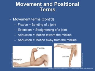 Medical Terminology | PPTX