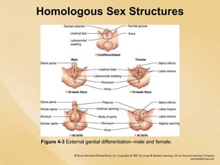 Homologous Sex Structures
Figure 4-3 External genital differentiation–male and female.
 