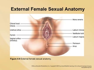 External Female Sexual Anatomy
Figure 4-4 External female sexual anatomy.
 