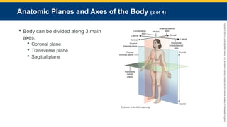 Copyright
©
2023
by
Jones
&
Bartlett
Learning,
LLC,
an
Ascend
Learning
Company
and
the
American
Academy
of
Orthopaedic
Surgeons.
Anatomic Planes and Axes of the Body (2 of 4)
 Body can be divided along 3 main
axes.
 Coronal plane
 Transverse plane
 Sagittal plane
© Jones & Bartlett Learning.
 