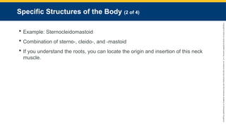 Copyright
©
2023
by
Jones
&
Bartlett
Learning,
LLC,
an
Ascend
Learning
Company
and
the
American
Academy
of
Orthopaedic
Surgeons.
Specific Structures of the Body (2 of 4)
 Example: Sternocleidomastoid
 Combination of sterno-, cleido-, and -mastoid
 If you understand the roots, you can locate the origin and insertion of this neck
muscle.
 