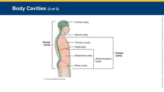 Copyright
©
2023
by
Jones
&
Bartlett
Learning,
LLC,
an
Ascend
Learning
Company
and
the
American
Academy
of
Orthopaedic
Surgeons.
Body Cavities (3 of 3)
© Jones & Bartlett Learning.
 