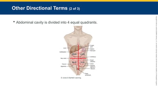 Copyright
©
2023
by
Jones
&
Bartlett
Learning,
LLC,
an
Ascend
Learning
Company
and
the
American
Academy
of
Orthopaedic
Surgeons.
Other Directional Terms (2 of 3)
 Abdominal cavity is divided into 4 equal quadrants.
© Jones & Bartlett Learning.
 