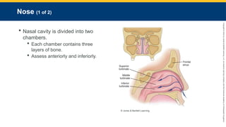 Copyright
©
2023
by
Jones
&
Bartlett
Learning,
LLC,
an
Ascend
Learning
Company
and
the
American
Academy
of
Orthopaedic
Surgeons.
Nose (1 of 2)
 Nasal cavity is divided into two
chambers.
 Each chamber contains three
layers of bone.
 Assess anteriorly and inferiorly.
© Jones & Bartlett Learning.
 