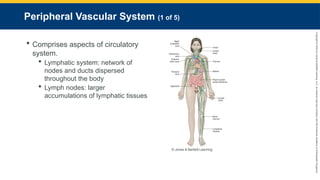 Copyright
©
2023
by
Jones
&
Bartlett
Learning,
LLC,
an
Ascend
Learning
Company
and
the
American
Academy
of
Orthopaedic
Surgeons.
Peripheral Vascular System (1 of 5)
 Comprises aspects of circulatory
system.
 Lymphatic system: network of
nodes and ducts dispersed
throughout the body
 Lymph nodes: larger
accumulations of lymphatic tissues
© Jones & Bartlett Learning.
 