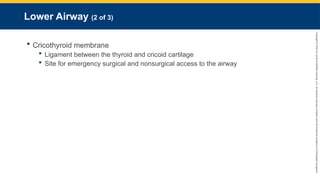 Copyright
©
2023
by
Jones
&
Bartlett
Learning,
LLC,
an
Ascend
Learning
Company
and
the
American
Academy
of
Orthopaedic
Surgeons.
Lower Airway (2 of 3)
 Cricothyroid membrane
 Ligament between the thyroid and cricoid cartilage
 Site for emergency surgical and nonsurgical access to the airway
 