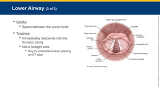 Copyright
©
2023
by
Jones
&
Bartlett
Learning,
LLC,
an
Ascend
Learning
Company
and
the
American
Academy
of
Orthopaedic
Surgeons.
Lower Airway (3 of 3)
 Glottis
 Space between the vocal cords
 Trachea
 Immediately descends into the
thoracic cavity
 Not a straight tube
 Key to understand when placing
an ET tube
© Jones & Bartlett Learning.
 
