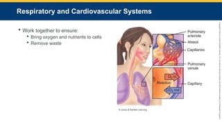 Copyright
©
2023
by
Jones
&
Bartlett
Learning,
LLC,
an
Ascend
Learning
Company
and
the
American
Academy
of
Orthopaedic
Surgeons.
Respiratory and Cardiovascular Systems
 Work together to ensure:
 Bring oxygen and nutrients to cells
 Remove waste
© Jones & Bartlett Learning.
 