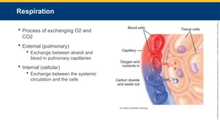 Copyright
©
2023
by
Jones
&
Bartlett
Learning,
LLC,
an
Ascend
Learning
Company
and
the
American
Academy
of
Orthopaedic
Surgeons.
Respiration
 Process of exchanging O2 and
CO2
 External (pulmonary)
 Exchange between alveoli and
blood in pulmonary capillaries
 Internal (cellular)
 Exchange between the systemic
circulation and the cells
© Jones & Bartlett Learning.
 
