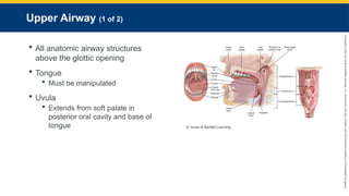 Copyright
©
2023
by
Jones
&
Bartlett
Learning,
LLC,
an
Ascend
Learning
Company
and
the
American
Academy
of
Orthopaedic
Surgeons.
Upper Airway (1 of 2)
 All anatomic airway structures
above the glottic opening
 Tongue
 Must be manipulated
 Uvula
 Extends from soft palate in
posterior oral cavity and base of
tongue © Jones & Bartlett Learning.
 