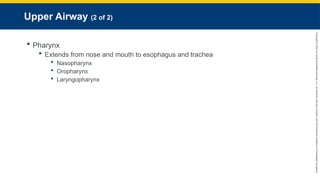 Copyright
©
2023
by
Jones
&
Bartlett
Learning,
LLC,
an
Ascend
Learning
Company
and
the
American
Academy
of
Orthopaedic
Surgeons.
Upper Airway (2 of 2)
 Pharynx
 Extends from nose and mouth to esophagus and trachea
 Nasopharynx
 Oropharynx
 Laryngopharynx
 