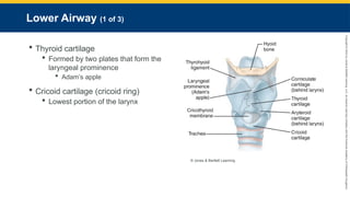 Copyright
©
2023
by
Jones
&
Bartlett
Learning,
LLC,
an
Ascend
Learning
Company
and
the
American
Academy
of
Orthopaedic
Surgeons.
Lower Airway (1 of 3)
 Thyroid cartilage
 Formed by two plates that form the
laryngeal prominence
 Adam’s apple
 Cricoid cartilage (cricoid ring)
 Lowest portion of the larynx
© Jones & Bartlett Learning.
 