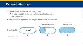 Copyright
©
2023
by
Jones
&
Bartlett
Learning,
LLC,
an
Ascend
Learning
Company
and
the
American
Academy
of
Orthopaedic
Surgeons.
Depolarization (2 of 2)
 Cell receives stimulus from conduction
 The permeability of the cell wall changes to allow Na+
in
 Ca+2
also enter
 Depolarization spreads, causing a mechanical contraction
© Jones & Bartlett Learning.
 