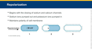 Copyright
©
2023
by
Jones
&
Bartlett
Learning,
LLC,
an
Ascend
Learning
Company
and
the
American
Academy
of
Orthopaedic
Surgeons.
Repolarization
 Begins with the closing of sodium and calcium channels
 Sodium ions pumped out and potassium ions pumped in
 Maintains polarity of cell membrane
© Jones & Bartlett Learning.
 