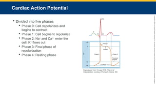 Copyright
©
2023
by
Jones
&
Bartlett
Learning,
LLC,
an
Ascend
Learning
Company
and
the
American
Academy
of
Orthopaedic
Surgeons.
Cardiac Action Potential
 Divided into five phases
 Phase 0: Cell depolarizes and
begins to contract
 Phase 1: Cell begins to repolarize
 Phase 2: Na+
and Ca++
enter the
cell; K+
flows out
 Phase 3: Final phase of
repolarization
 Phase 4: Resting phase
Reproduced from 12-Lead ECG: The Art of
Interpretation, courtesy of Tomas B. Garcia, MD.
 
