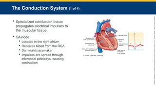 Copyright
©
2023
by
Jones
&
Bartlett
Learning,
LLC,
an
Ascend
Learning
Company
and
the
American
Academy
of
Orthopaedic
Surgeons.
The Conduction System (1 of 4)
 Specialized conduction tissue
propagates electrical impulses to
the muscular tissue.
 SA node
 Located in the right atrium
 Receives blood from the RCA
 Dominant pacemaker
 Impulses are spread through
internodal pathways, causing
contraction
© Jones & Bartlett Learning.
 