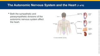 Copyright
©
2023
by
Jones
&
Bartlett
Learning,
LLC,
an
Ascend
Learning
Company
and
the
American
Academy
of
Orthopaedic
Surgeons.
The Autonomic Nervous System and the Heart (1 of 6)
 Both the sympathetic and
parasympathetic divisions of the
autonomic nervous system affect
the heart.
© Jones & Bartlett Learning.
 