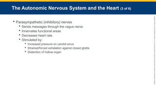 Copyright
©
2023
by
Jones
&
Bartlett
Learning,
LLC,
an
Ascend
Learning
Company
and
the
American
Academy
of
Orthopaedic
Surgeons.
The Autonomic Nervous System and the Heart (3 of 6)
 Parasympathetic (inhibitory) nerves
 Sends messages through the vagus nerve
 Innervates functional areas
 Decreases heart rate
 Stimulated by:
 Increased pressure on carotid sinus
 Strained/forced exhalation against closed glottis
 Distention of hollow organ
 
