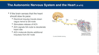 Copyright
©
2023
by
Jones
&
Bartlett
Learning,
LLC,
an
Ascend
Learning
Company
and
the
American
Academy
of
Orthopaedic
Surgeons.
The Autonomic Nervous System and the Heart (4 of 6)
 If the brain senses that the heart
should slow its pace:
 Electrical impulse travels down
vagus nerve to SA node
 Stimulates release of ACh
 ACh signals SA node to decelerate
heart rate
 ACh molecule blocks additional
impulses from AV node
© Jones & Bartlett Learning.
 