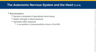 Copyright
©
2023
by
Jones
&
Bartlett
Learning,
LLC,
an
Ascend
Learning
Company
and
the
American
Academy
of
Orthopaedic
Surgeons.
The Autonomic Nervous System and the Heart (5 of 6)
 Baroreceptors
 Sensors composed of specialized nerve tissue
 Detect changes in blood pressure
 Generate reflex response
 In sympathetic or parasympathetic division of the ANS
 