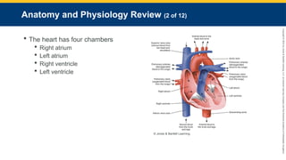 Copyright
©
2023
by
Jones
&
Bartlett
Learning,
LLC,
an
Ascend
Learning
Company
and
the
American
Academy
of
Orthopaedic
Surgeons.
Anatomy and Physiology Review (2 of 12)
 The heart has four chambers
 Right atrium
 Left atrium
 Right ventricle
 Left ventricle
© Jones & Bartlett Learning.
 