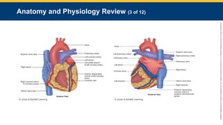 Copyright
©
2023
by
Jones
&
Bartlett
Learning,
LLC,
an
Ascend
Learning
Company
and
the
American
Academy
of
Orthopaedic
Surgeons.
Anatomy and Physiology Review (3 of 12)
© Jones & Bartlett Learning. © Jones & Bartlett Learning.
 