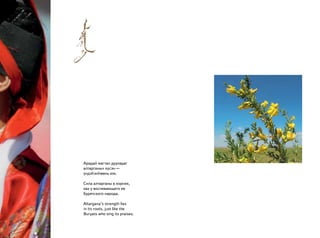 Арадай магтан дууладаг
алтарганын хүсэн —
үндэһэнһөөнь юм.
Сила алтарганы в корнях,
как у воспевающего ее
бурятского народа.
Altargana’s strength lies
in its roots, just like the
Buryats who sing its praises.
 