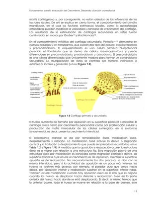 Fundamentos para la evaluación del Crecimiento, Desarrollo y Función craneofacial
matriz cartilaginosa y, por consiguiente, no están aisladas de las influencias de los
factores locales. De ahí se explica en cierta forma, el comportamiento del cóndilo
mandibular, en el cual los factores extrínsecos locales, como la aparatología
ortopédica, pueden modificar la velocidad y cantidad de crecimiento del cartílago.
Los resultados de la estimulación de cartílagos secundarios en ratas fueron
confirmados en monos por Graber17 y MacNamara18.
En el compartimiento mitótico del cartílago secundario, Petrovic16,19 demuestra en
cultivos celulares y en transplantes, que existen dos tipos de células: esqueletoblastos
y precondroblastos. El esqueletoblasto es una célula primitiva pluripotencial
parecida al fibroblasto que se deriva de células mesenquimatosas y puede
diferenciarse en precondroblasto, preosteoblasto u osteoblasto. El precondroblasto
es una célula diferenciada que únicamente madura para formar un condroblasto
secundario. La multiplicación de éstos se controla por factores intrínsecos o
extrínsecos locales y generales (véase Figura 1.8).
Figura 1.8 Cartílago primario y secundario.
El hueso aumenta de tamaño por aposición en su superficie periostal o endostal. El
cartílago crece tanto por crecimiento pericondral como por proliferación celular y
producción de matriz intercelular de las células sumergidas en la sustancia
fundamental, es decir, presenta crecimiento intersticial.
El crecimiento craneal se da por remodelación ósea, modelación ósea,
desplazamiento y rotación. La modelación ósea incluye la deriva o migración
cortical y la traslación o desplazamiento que puede ser primario y secundario (véase
Tabla 1.2 y Figura 1.9). A medida que la aposición y reabsorción ocurre, la estructura
ósea va a migrar con relación a una estructura fija. Esta migración pasiva de una
estructura ósea por modelación es conocida como migración cortical o deriva. La
superficie hacia la cual ocurre el crecimiento es de aposición, mientras la superficie
opuesta es de reabsorción. No necesariamente los dos procesos se dan con la
misma intensidad, pero si la actividad de aposición es un poco más intensa, los
huesos se vuelven más gruesos; por ejemplo, el paladar duro que crece hacia
abajo, por aposición inferior y reabsorción superior en la superficie inferior nasal.
También ocurre modelación cuando hay aposición ósea en el sitio que es dejado
cuando los huesos se desplazan hacia delante y reabsorción ósea en la parte
anterior del hueso, hacia donde se está desplazando. Es decir, al mismo tiempo que
lo anterior ocurre, todo el hueso se mueve en relación a la base de cráneo, este
11
 
