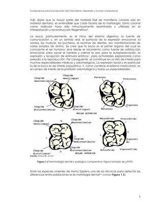 Fundamentos para la evaluación del Crecimiento, Desarrollo y Función craneofacial
1.2); dado que la mayor parte del material fósil de mamíferos consiste solo en
material dentario, es entendible que cada faceta de la morfología, tanto coronal
como radicular haya sido minuciosamente examinada y utilizada en la
interpretación y reconstrucción filogenética2.
La boca, particularmente, es el inicio del sistema digestivo, la fuente de
comunicación y, en un sentido real, el portavoz de la expresión emocional; la
sonrisa, las muecas, los pucheros, el rechinar de dientes, son manifestaciones de
varios estados de ánimo. Se cree que la boca es el primer órgano del cual es
consciente el ser humano; sirve desde el nacimiento como fuente de satisfacción
emocional, para saciar el hambre y calmar la sed, para la autopreservación, la
expresión y recepción de estímulos eróticos1, para actividades exploratorias como
preludio a la reproducción. Por consiguiente, se constituye en un sitio de interés para
muchas especialidades médicas y odontológicas. La expresión facial y en particular
la de la boca es de interés psiquiátrico. Y, como contiene el sistema masticatorio, es
el campo de interés de la profesión odontológica y todas sus especialidades1.
Fuente: Kraus BS, et al.2.
Figura.1.2 Terminología dental y zoológica comparativa, Figura tomada de ¿????.
Entre las especies vivientes de Homo Sapiens una de las técnicas para detectar las
diferencias entre poblaciones es la morfología dental3,4 (véase Figura 1.3).
3
 