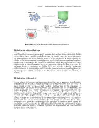 Capitulo 1 / Generalidades del Crecimiento y Desarrollo Craneofacial
Figura 1.6 Pasos en el desarrollo de los elementos esqueléticos
3.4 Osificación intramembranosa
La osificación intramembranosa es el proceso de transformación directa de tejido
conectivo a hueso y es visto en la formación de huesos dermales o membranosos
del esqueleto craneofacial. El primer paso es la condensación y diferenciación de
células ectomesenquimales en osteoblastos; estos sintetizan una matriz extracelular
compuesta de colágeno tipo I, proteína no colagenosa y glicoproteinas, las cuales
rápidamente se mineralizan para formar un centro de osificación. Este es una red de
espículas óseas o trabéculas de tejido óseo con grandes espacios vasculares
radiados desde el sitio inicial de osificación. La osteogénesis continúa hasta que se
encuentra con huesos vecinos y se convierten en articulaciones fibrosas o
suturas13,14.
3.5 Osificación endocondral
La mayoría de los huesos en el cuerpo se desarrollan por un proceso de osificación
endocondral en el cual el modelo cartilaginoso semeja la forma final del hueso. El
paso inicial en la formación del modelo cartilaginoso es la migración y
condensación de células mesenquimales y su diferenciación en condroblastos, los
cuales producen una matriz extracelular compuesta predominantemente de
colágena tipo II, tipo X y proteoglicanos condroitin sulfato. En los huesos largos, la
primera indicación de osificación es la formación de un collar óseo perióstico
seguido por la hipertrofia y calcificación de condrocitos en la parte media de la
diáfisis, seguido por la penetración del cartílago por vasos sanguíneos y su gradual
reabsorción por células multinucleadas. En esta etapa los extremos del modelo,
llamados epífisis, permanecen cartilaginosos, pero con el desarrollo de un centro de
osificación secundaria dentro de ellas. Después del nacimiento, se forman los discos
epifisiales, entre la epífisis y la diáfisis, que son los responsables de una continua
elongación de los huesos13,14.
8
 
